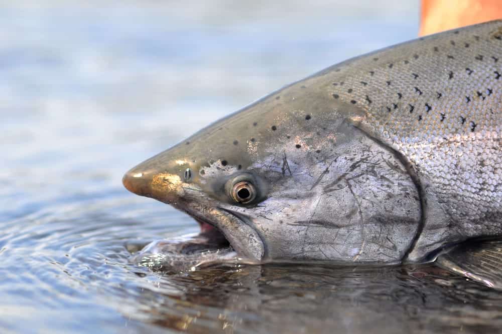 nushagak river salmon fishing