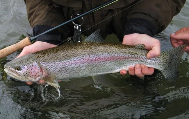 alaska fish guide